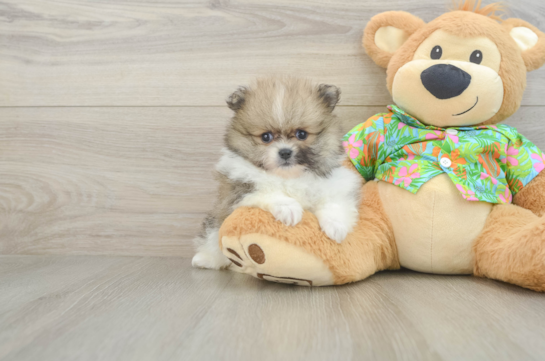 Playful Pomeranian Baby
