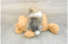 Pomeranian Pup Being Cute