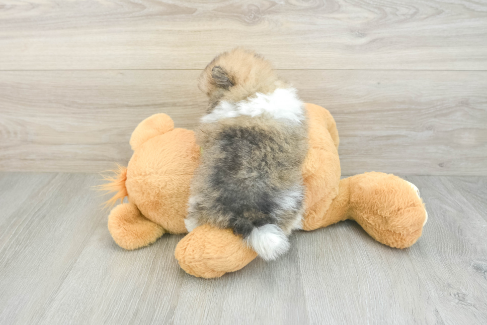 Pomeranian Pup Being Cute