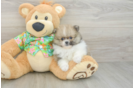 Best Pomeranian Baby