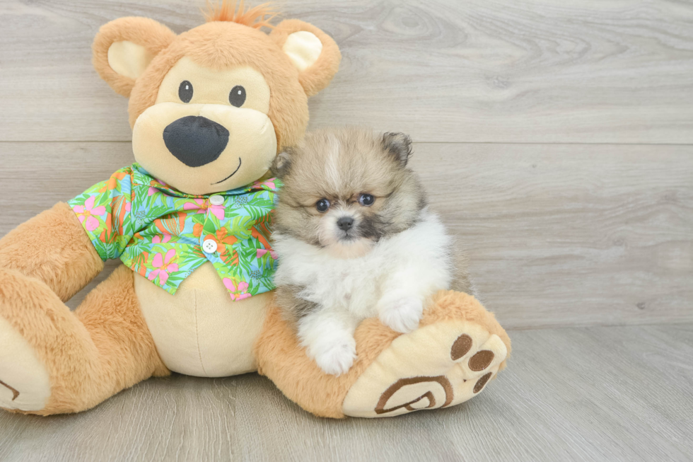 Best Pomeranian Baby