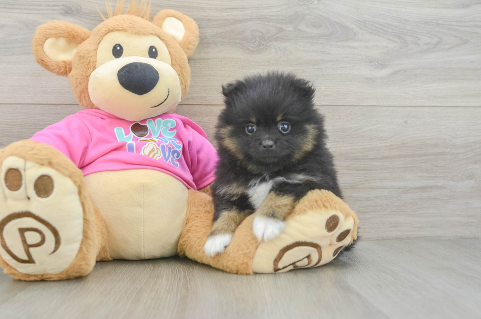 6 week old Pomeranian Puppy For Sale - Florida Fur Babies