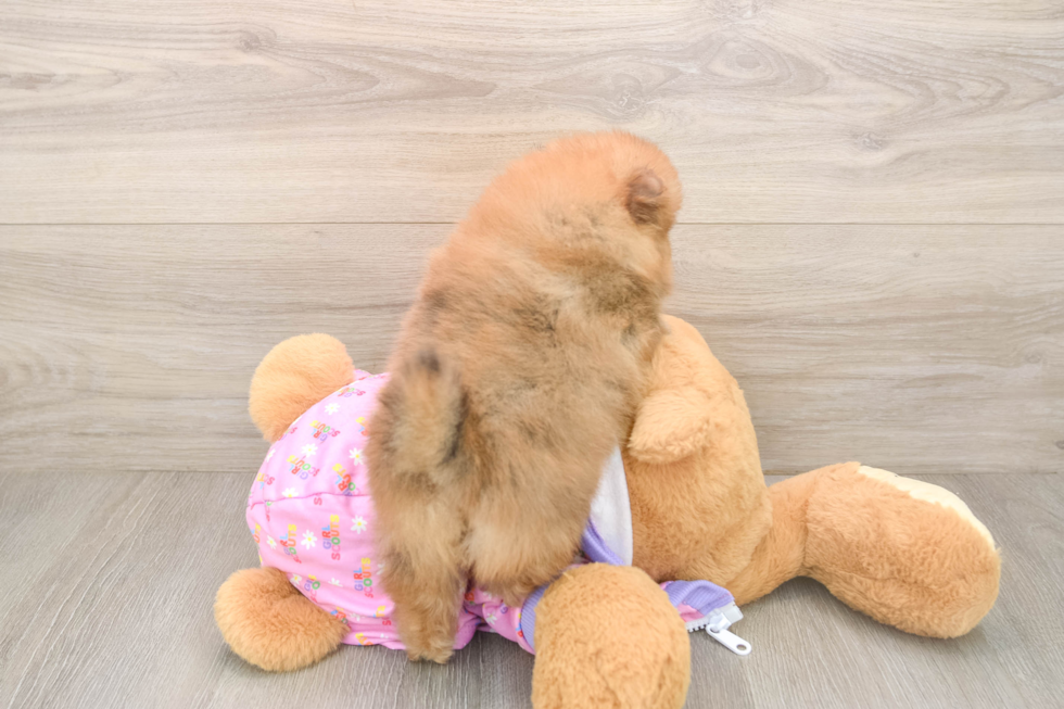 Pomeranian Pup Being Cute