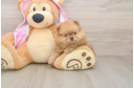 Pomeranian Puppy for Adoption