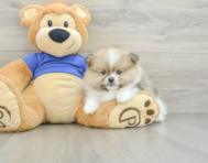 6 week old Pomeranian Puppy For Sale - Florida Fur Babies