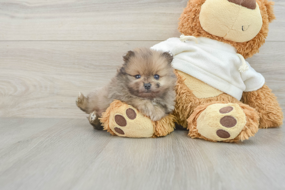 Pomeranian Puppy for Adoption