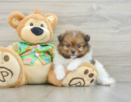 6 week old Pomeranian Puppy For Sale - Florida Fur Babies