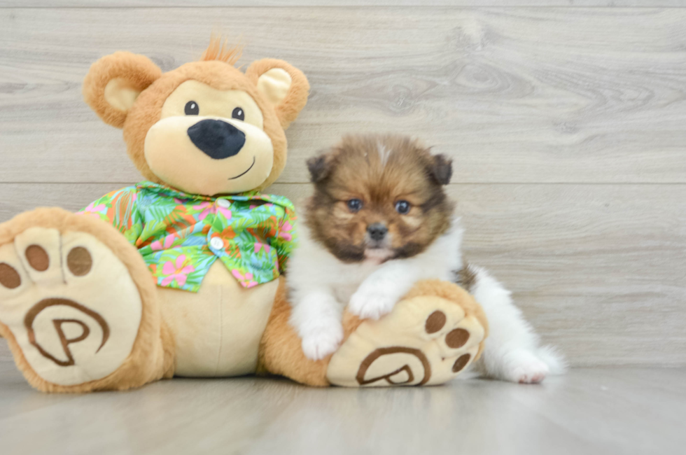 6 week old Pomeranian Puppy For Sale - Florida Fur Babies