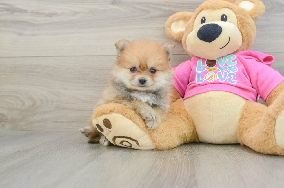 5 week old Pomeranian Puppy For Sale - Florida Fur Babies