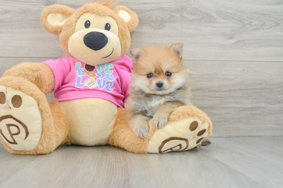 Pomeranian Puppy for Adoption