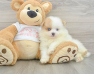 6 week old Pomeranian Puppy For Sale - Florida Fur Babies
