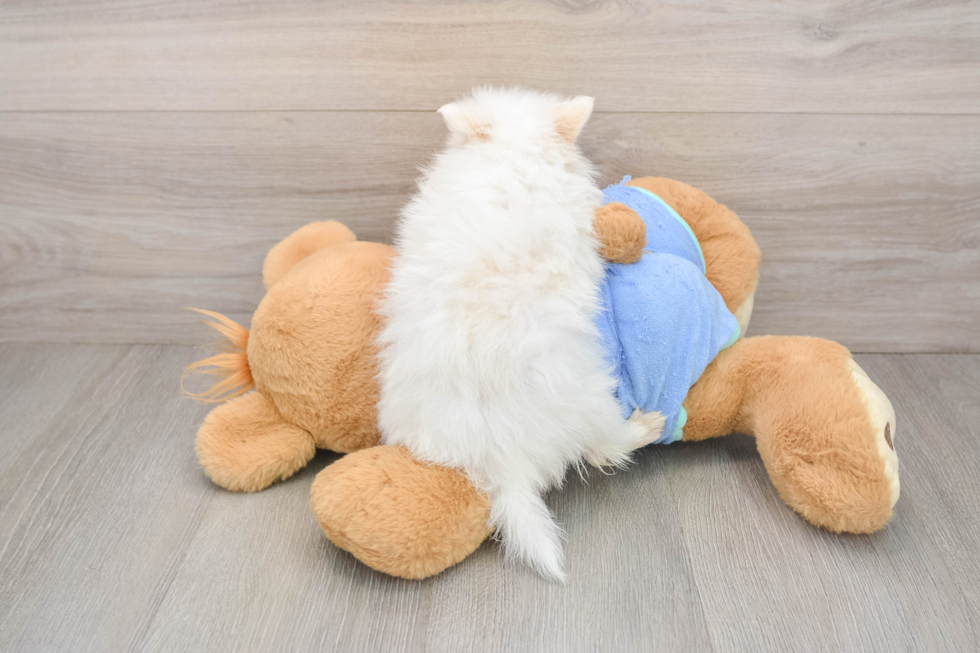 Sweet Loulou Purebred Puppy