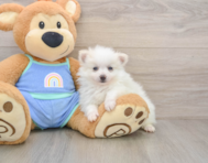 5 week old Pomeranian Puppy For Sale - Florida Fur Babies