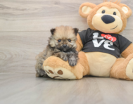 8 week old Pomeranian Puppy For Sale - Florida Fur Babies