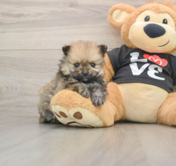 12 week old Pomeranian Puppy For Sale - Florida Fur Babies