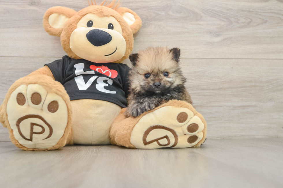 Hypoallergenic Pomeranian Purebred Pup