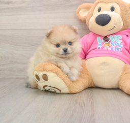 6 week old Pomeranian Puppy For Sale - Florida Fur Babies