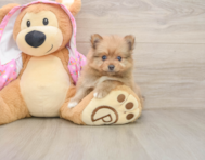 7 week old Pomeranian Puppy For Sale - Florida Fur Babies