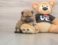 8 week old Pomeranian Puppy For Sale - Florida Fur Babies