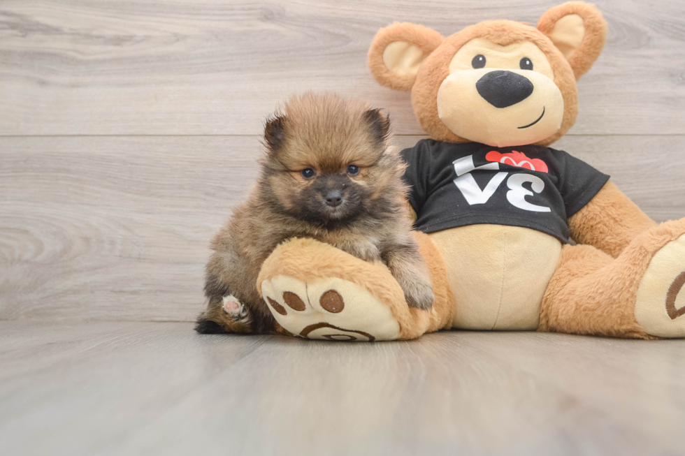 Pomeranian Pup Being Cute