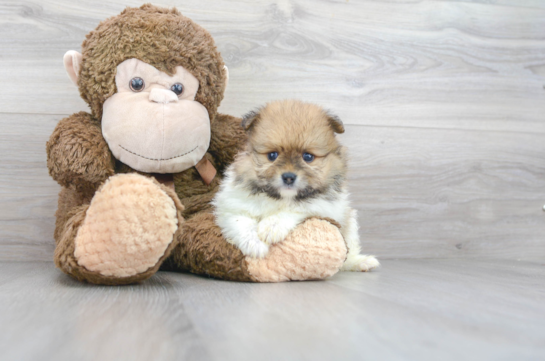 28 week old Pomeranian Puppy For Sale - Florida Fur Babies