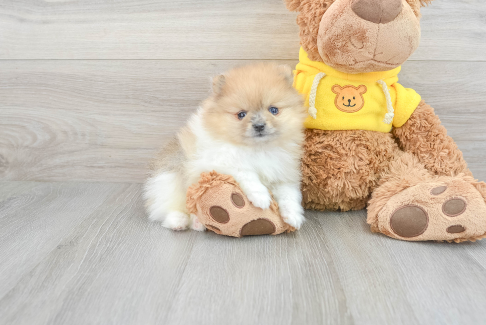 Best Pomeranian Baby