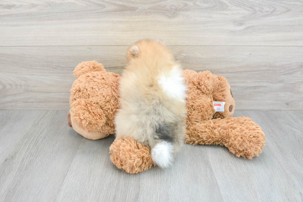 Pomeranian Pup Being Cute