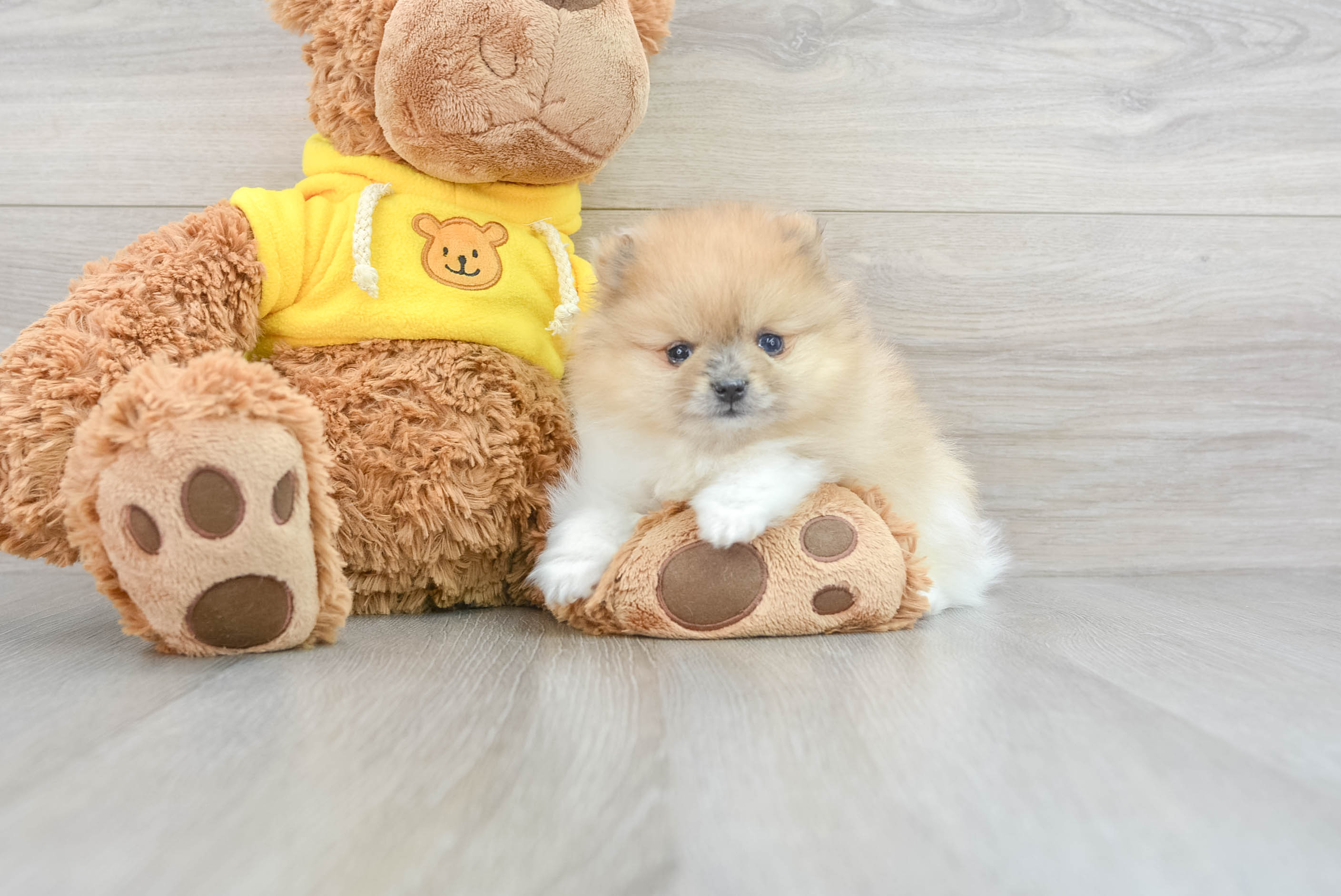 Pomeranian hypoallergenic hot sale