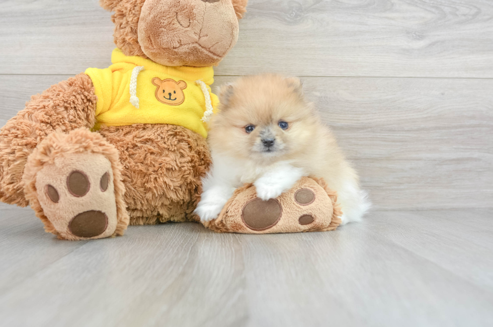 10 week old Pomeranian Puppy For Sale - Florida Fur Babies