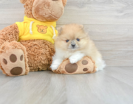 11 week old Pomeranian Puppy For Sale - Florida Fur Babies