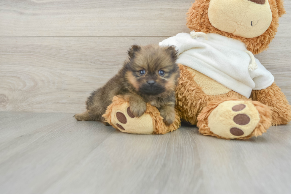 Energetic Pom Purebred Puppy