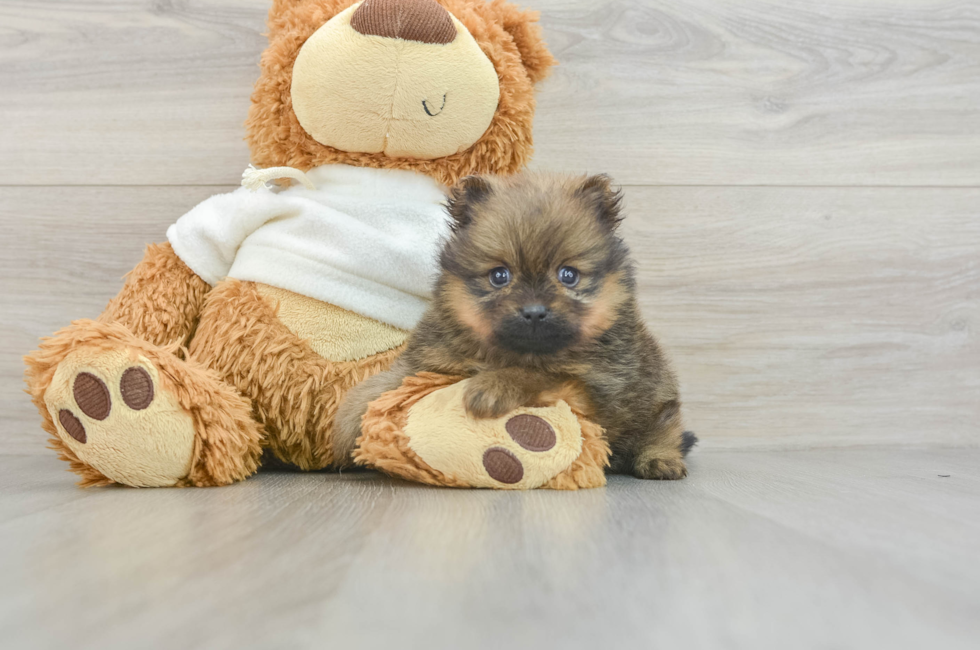 5 week old Pomeranian Puppy For Sale - Florida Fur Babies