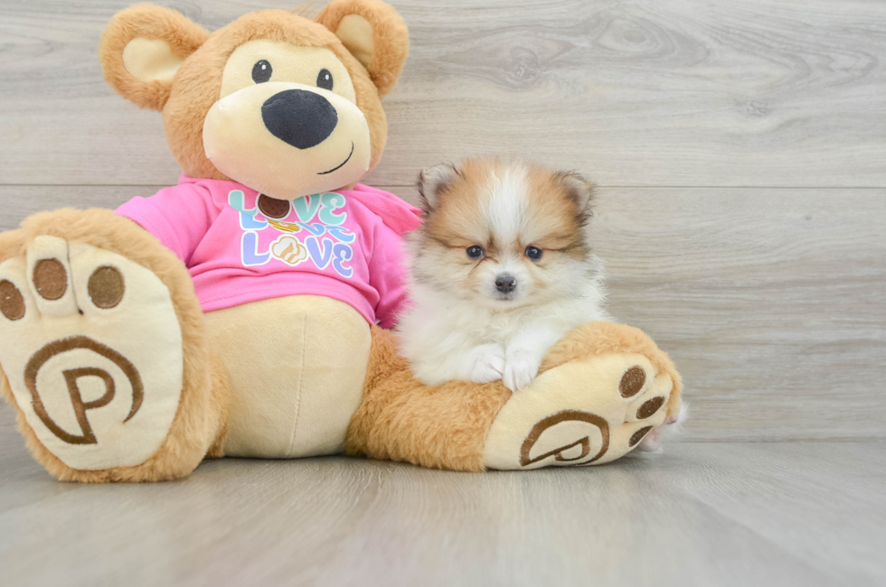 5 week old Pomeranian Puppy For Sale - Florida Fur Babies