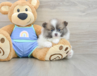 7 week old Pomeranian Puppy For Sale - Florida Fur Babies