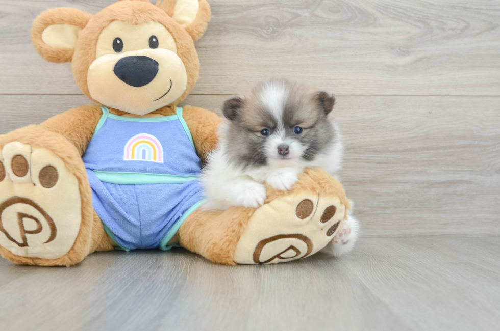 5 week old Pomeranian Puppy For Sale - Florida Fur Babies