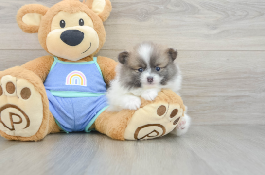 Funny Pomeranian Purebred Pup