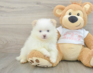 6 week old Pomeranian Puppy For Sale - Florida Fur Babies