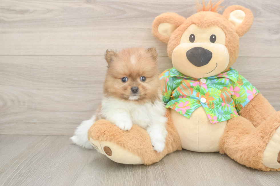 5 week old Pomeranian Puppy For Sale - Florida Fur Babies