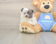 5 week old Pomeranian Puppy For Sale - Florida Fur Babies