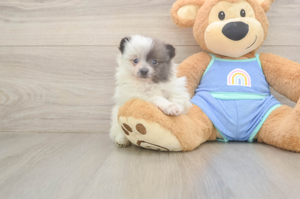 6 week old Pomeranian Puppy For Sale - Florida Fur Babies