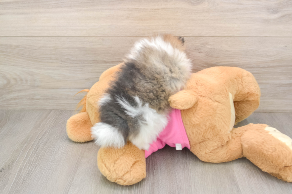 Best Pomeranian Baby