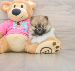 6 week old Pomeranian Puppy For Sale - Florida Fur Babies
