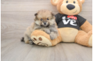 Fluffy Pom Pom Purebred Puppy