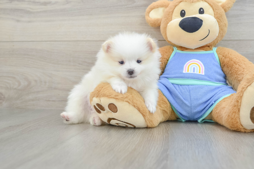 Popular Pomeranian Baby