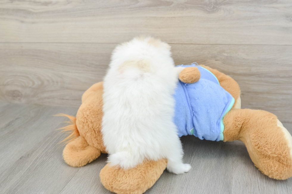 Pomeranian Pup Being Cute