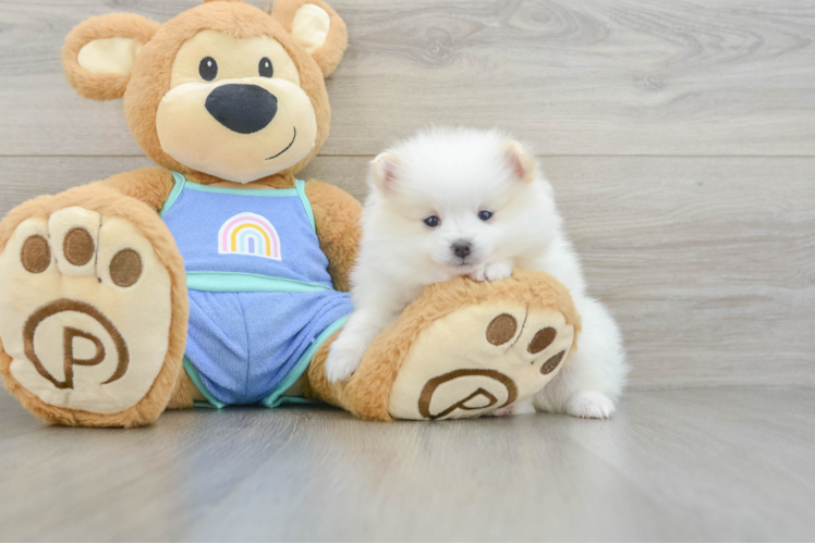 Pomeranian Pup Being Cute