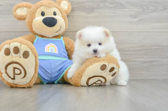 Pomeranian Pup Being Cute