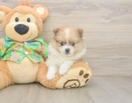 6 week old Pomeranian Puppy For Sale - Florida Fur Babies
