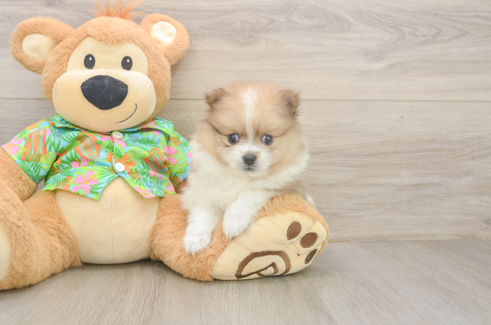 5 week old Pomeranian Puppy For Sale - Florida Fur Babies