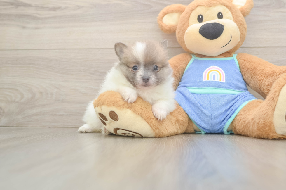 6 week old Pomeranian Puppy For Sale - Florida Fur Babies